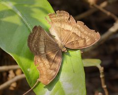 Junonia iphita iphita