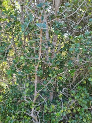 Dovyalis rotundifolia