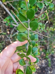 Dovyalis rotundifolia