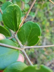 Dovyalis rotundifolia