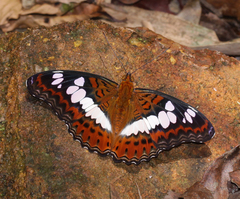 Moduza procris procris