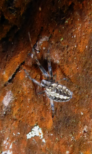 Common Web-spider