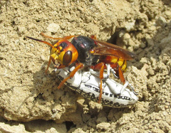 Cerceris tuberculata