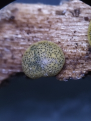Trichoderma aureoviride