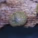 Trichoderma aureoviride - Photo (c) carnifex, algunos derechos reservados (CC BY), subido por carnifex
