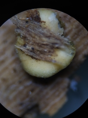 Trichoderma aureoviride