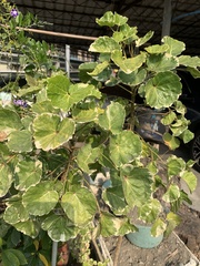 Polyscias balfouriana marginata