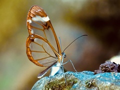 Greta morgane morgane