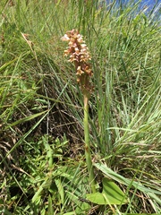 Satyrium cristatum cristatum