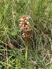Satyrium cristatum cristatum