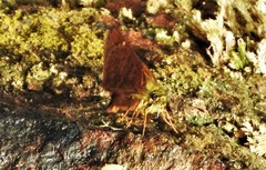 Dalla agathocles