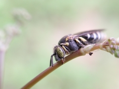 Protomeliturga turnerae