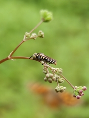 Protomeliturga turnerae