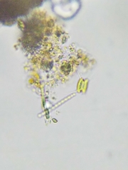 Scenedesmaceae