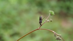 Protomeliturga turnerae