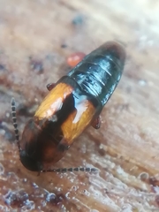 Tachinus subterraneus