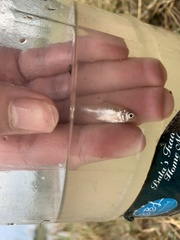 Barbonymus schwanefeldii