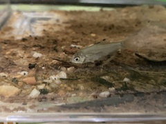 Barbonymus schwanefeldii