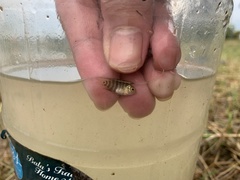 Mayaheros urophthalmus