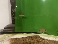 Mayaheros urophthalmus