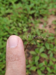 Protomeliturga turnerae