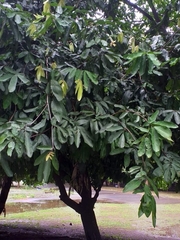Saraca declinata