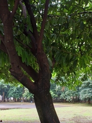 Saraca declinata