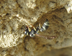 Stenancistrocerus obstrictus