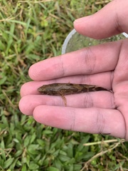 Oxyeleotris marmorata