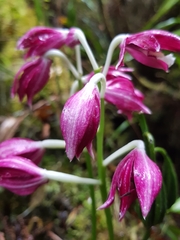 Phaius pulchellus
