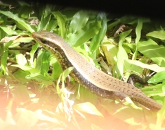 Eutropis lankae