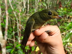 Ceratopipra rubrocapilla