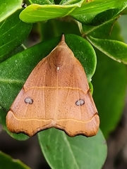 Hondryches phalaeniformis