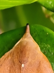 Hondryches phalaeniformis