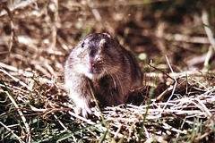 Dicrostonyx groenlandicus