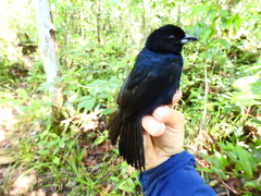 Tachyphonus phoenicius