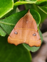 Hondryches phalaeniformis
