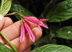 Iochroma