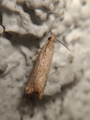 Lepidoptera