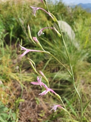 Radinosiphon leptostachya