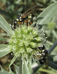 Pseudepipona beckeri