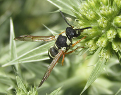 Pseudepipona beckeri