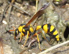 Katamenes dimidiatus