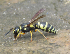 Syneuodynerus egregius
