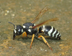 Hemipterochilus bembeciformis