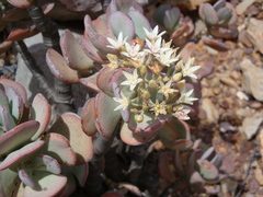 Crassula arborescens