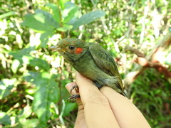 Ceratopipra rubrocapilla