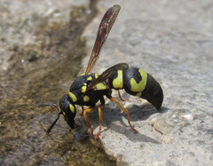 Parodontodynerus ephippium