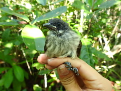 Tachyphonus phoenicius