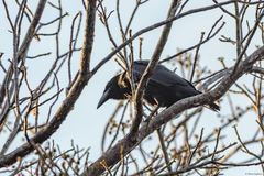 Corvus nasicus